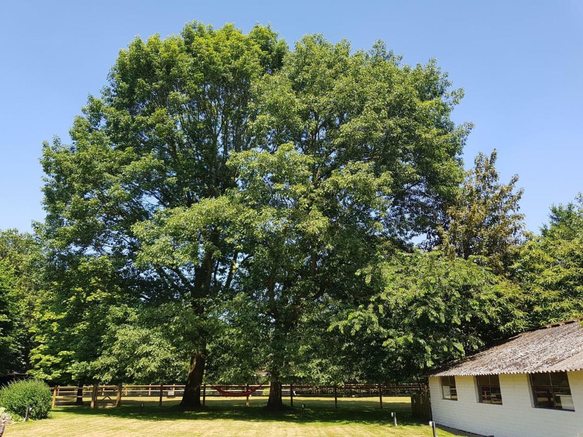 Hertsberge The Two Oaks - Private Garden For Guestsヴィラ エクステリア 写真